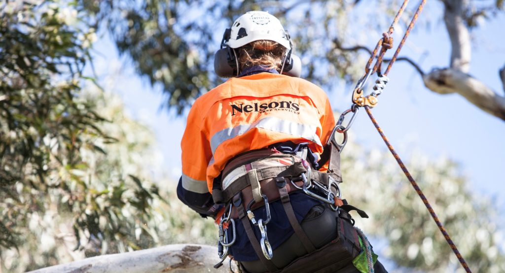 Arborist Hamilton | Nelson's Tree Services