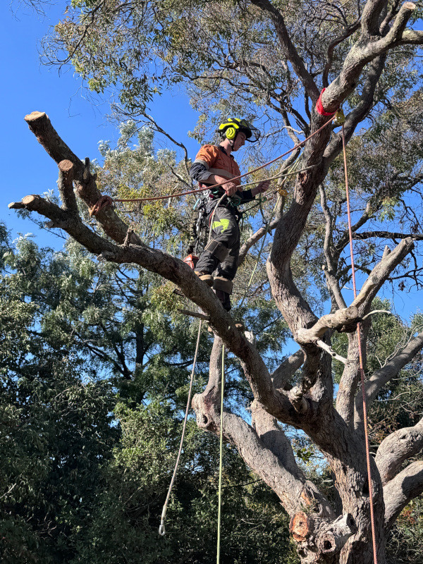 Tree lopping Tree lopping